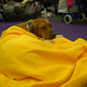 Illustration for article titled Exile In Dogville: Westminster Gets Comfy In Its New Home